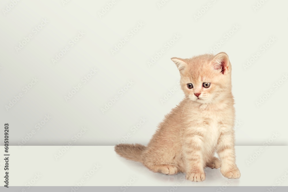 Very cute small kitten in home