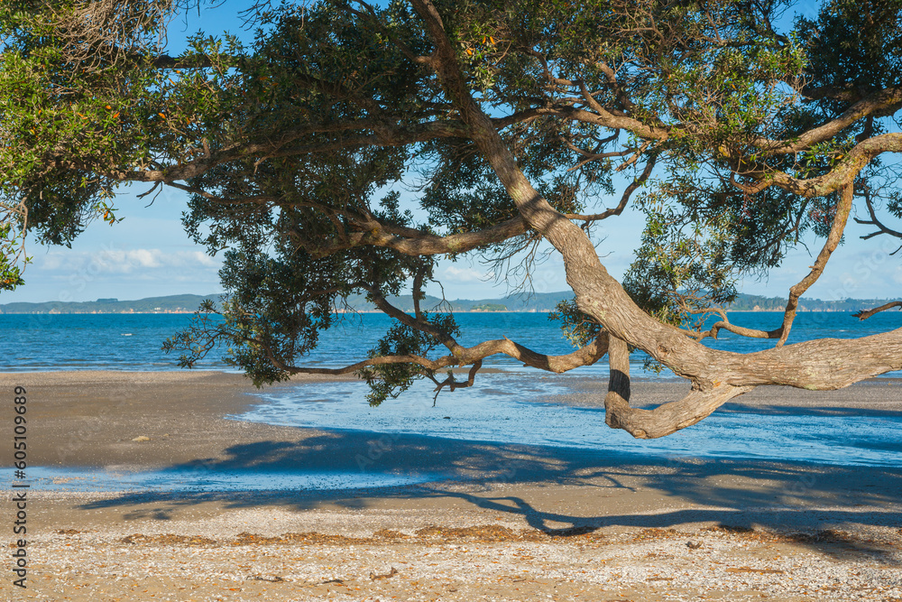 Large pohutukawa tree branch stretching over beach Large pohutukawa tree branch stretching over beach