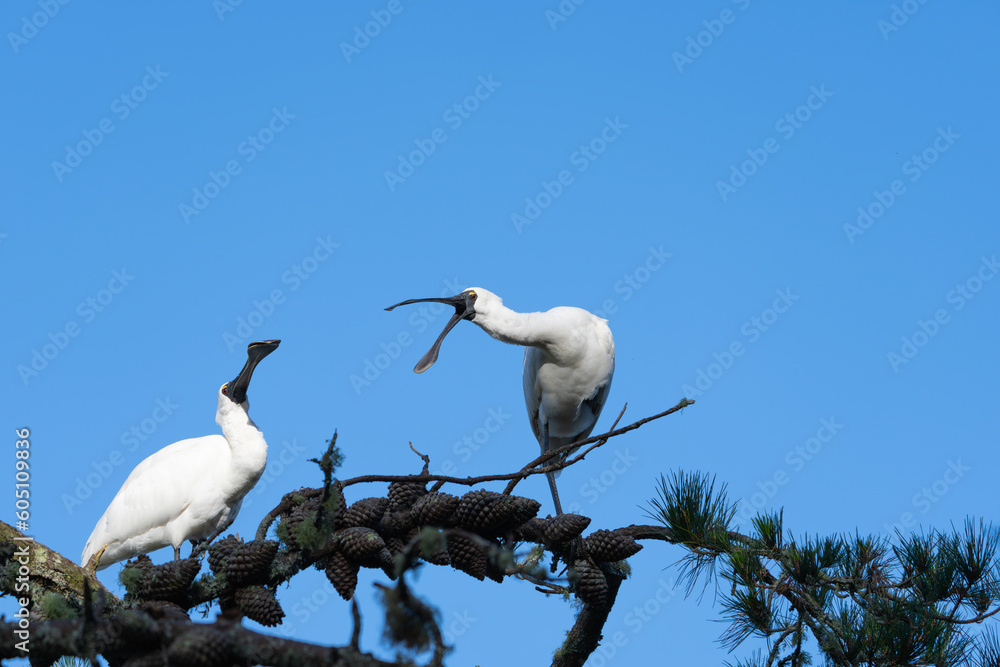 Pair of Royal Spoonbill birds in pine tree interacting Pair of Royal Spoonbill birds in pine tree interacting