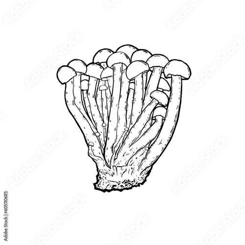 hand-drawn mushrooms on a thin stalk
vector  edible mushrooms illustration drawn by hand,  graphic drawing with lines,  isolated on white background