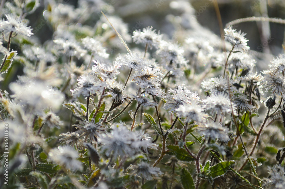 Frosty White Flowers Frosty White Flowers