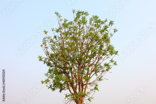 The background image of a tree and branch for use in media or activities that you want