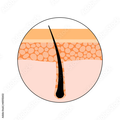 Human hair anatomy