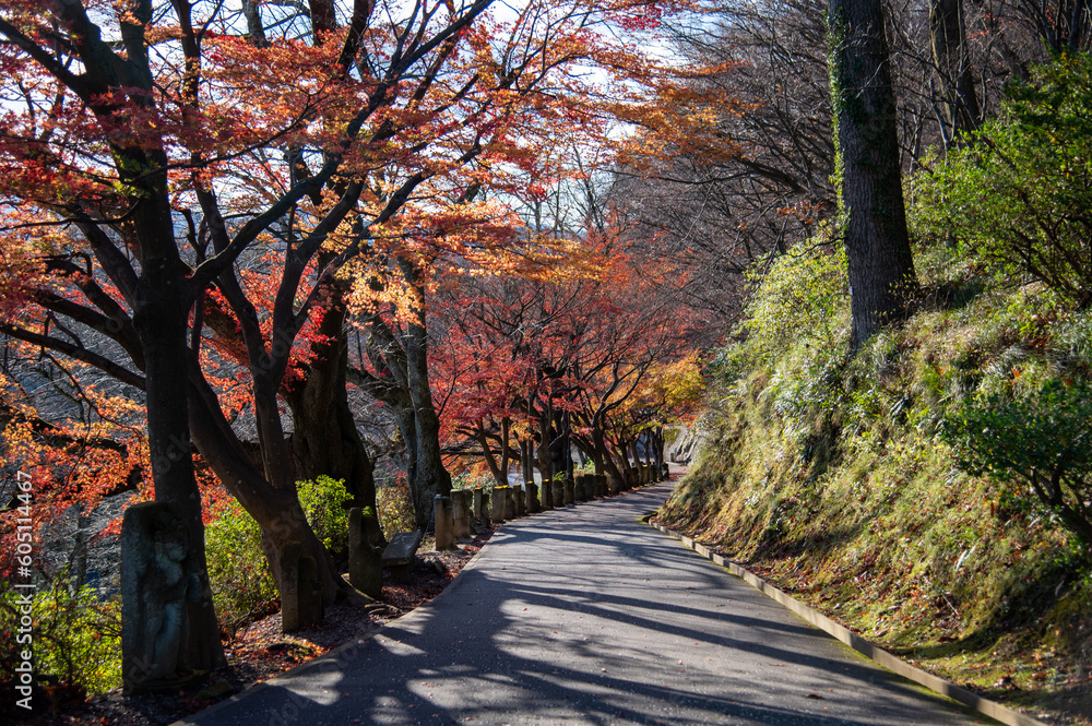 Naklejka premium Autumn leaves