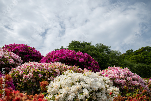 The azaleas are in bloom	
