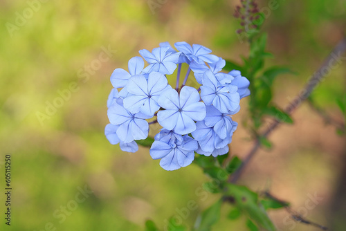 Tableau sur toile Close up a flor azul creciendo en un bello campo de flores en primavera