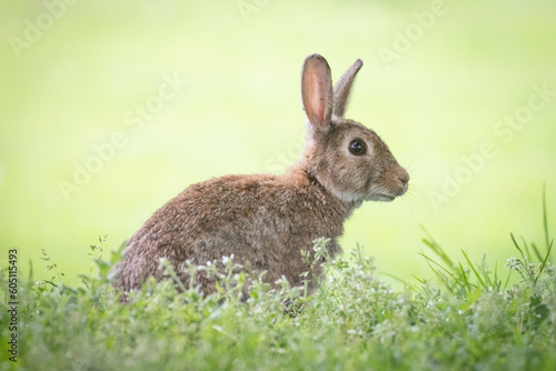wild rabbit in the grass