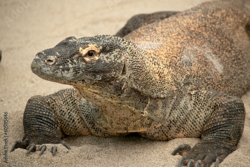 Komodo dragons are large lizards with long tails, strong and agile necks, and sturdy limbs.  Adults are an almost-uniform stone color with distinct, large scales. © susan flashman