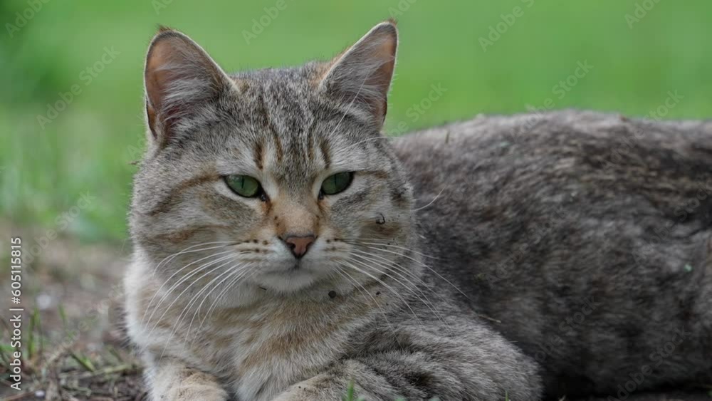 Portrait of a homeless striped cat on the street. The muzzle of a sleepy street cat covering its huge green eyes. Beautiful fur and long mustache. Portrait of a homeless striped cat on the street. The muzzle of a sleepy street cat covering its huge green eyes. Beautiful fur and long mustache.