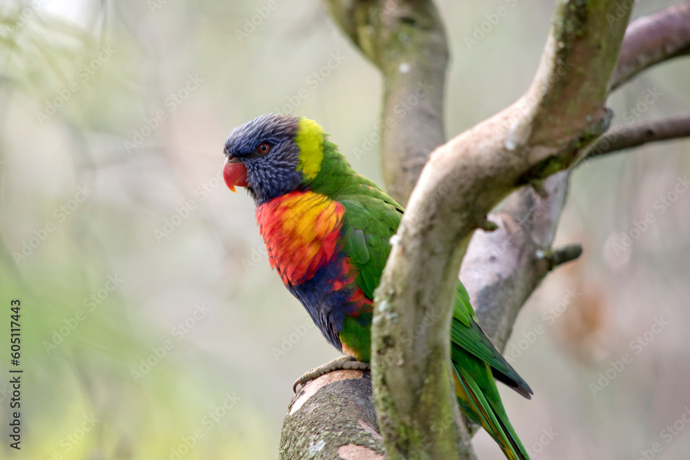 the rainbow lorikeet is perched on a tree branch the rainbow lorikeet is perched on a tree branch