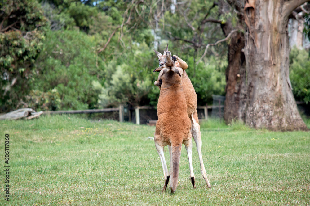 the red kangaroos are scratching each other in the chest and neck