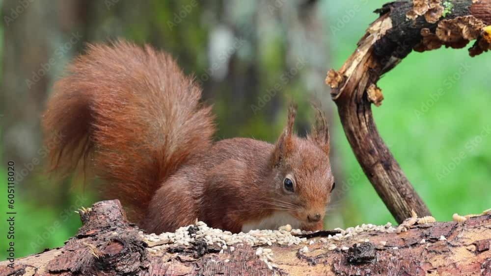 Eurasische Eichhörnchen (Sciurus vulgaris) Eurasische Eichhörnchen (Sciurus vulgaris)