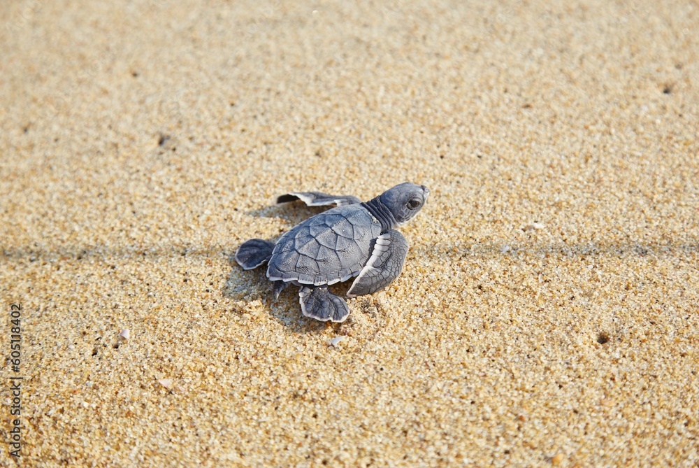 Experiencing a baby turtle release in Puerto Escondido, Oaxaca, Mexico
