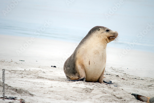 the sea lion is resting on the beach at seal bay south australia