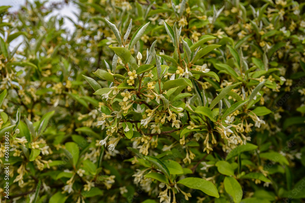 Flowering cherry elaeagnus shrub (Elaeagnus multiflora) Flowering cherry elaeagnus shrub (Elaeagnus multiflora)