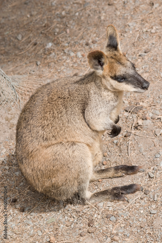 Naklejka premium The swamp wallaby has dark brown fur, often with lighter rusty patches on the belly, chest and base of the ears.
