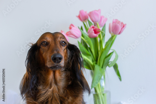 Red long haired dachshund portrait with pink tulips in glass vase © Dasha Lapshina