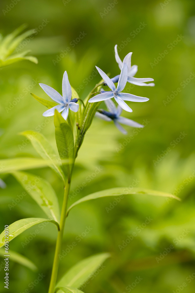 Fototapeta premium ヤナギバショウジソウ