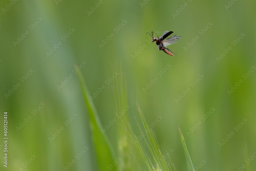Gemeiner Weichkäfer (Cantharis fusca) Gemeiner Weichkäfer (Cantharis fusca)