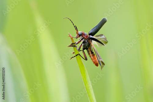 Gemeiner Weichkäfer (Cantharis fusca) photo