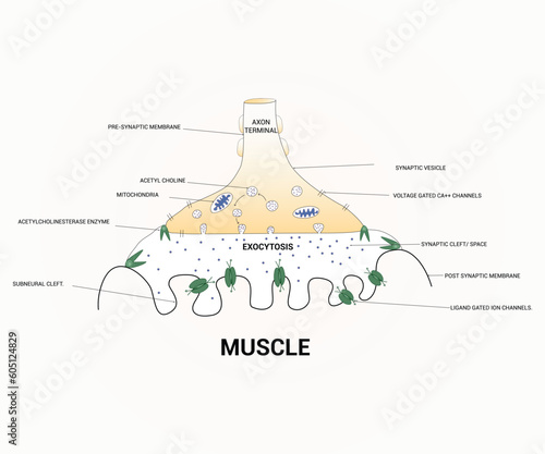 About Diagram Showing Axon Terminal Design Graphic