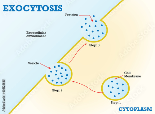 About Endocytosis the Cell Transports Protein Graphic Design