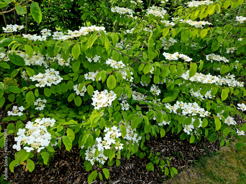 a fresh green corner of the garden with bushes and a lawn. bed covered with mulch bark. viburnum flowers resemble hydrangeas in their shape. photo