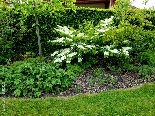 a fresh green corner of the garden with bushes and a lawn. bed covered with mulch bark. viburnum flowers resemble hydrangeas in their shape. photo