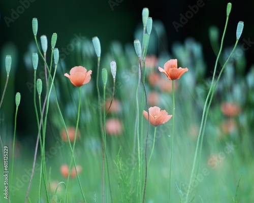 Fototapeta Naklejka Na Ścianę i Meble -  野原に可愛いナガミヒナゲシの花