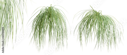Set of Spartina Pectinata plants, isolated on transparent background. 3D render. photo