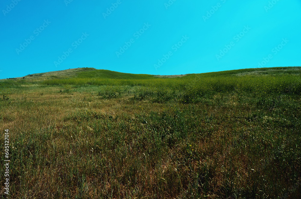 green grass and teal sky