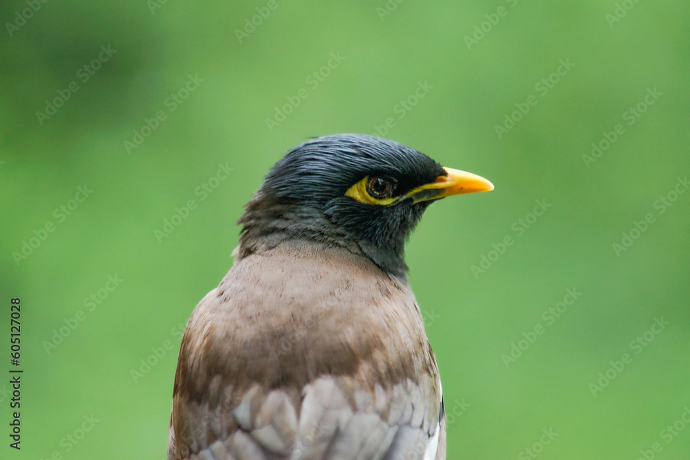 Myna vulgaris flew in for a photo shoot Myna vulgaris flew in for a photo shoot