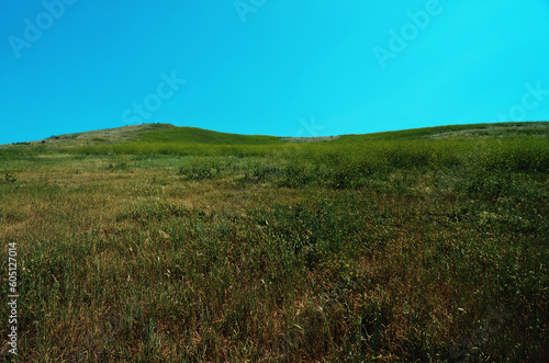 green grass and teal sky