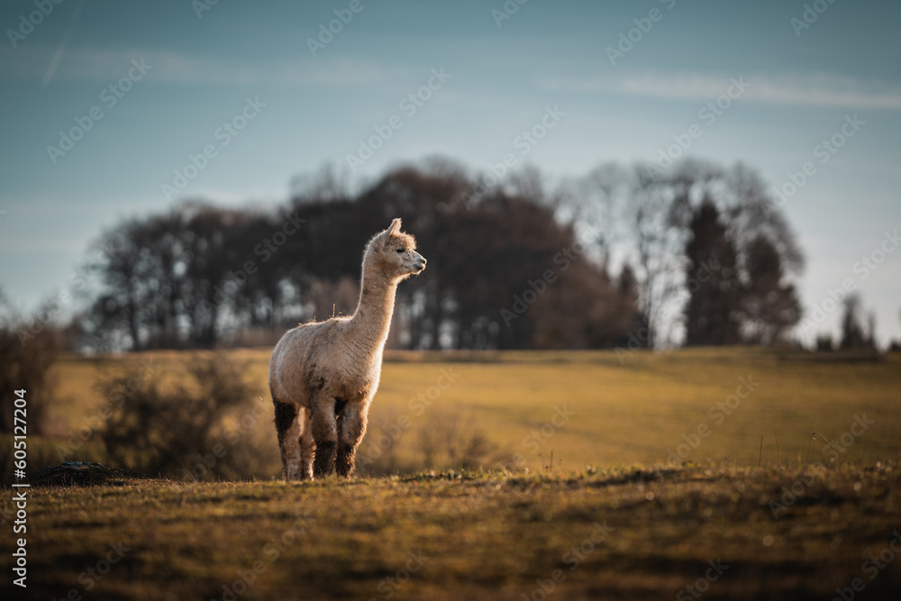 Fototapeta premium Alpakas im warmen Sonnenlicht