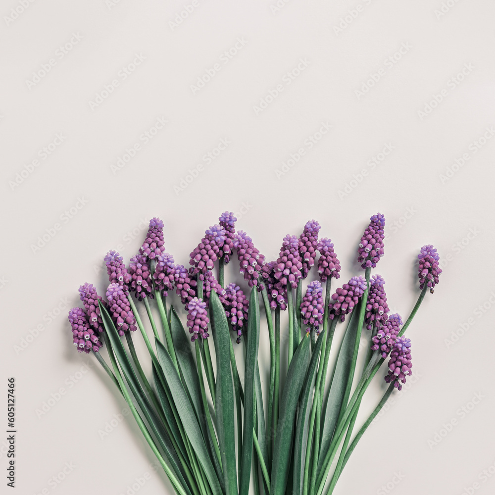 Fototapeta premium Spring flowery minimal flat lay Muscari flowers. Purple blooming florets on beige background, copy space. Beautiful spring flower grape hyacinth close-up, delicate blooms bouquet, aesthetic