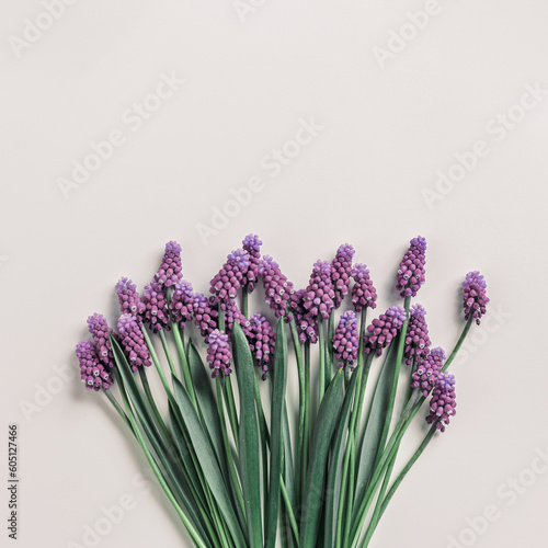 Spring flowery minimal flat lay Muscari flowers. Purple blooming florets on beige background  copy space. Beautiful spring flower grape hyacinth close-up  delicate blooms bouquet  aesthetic