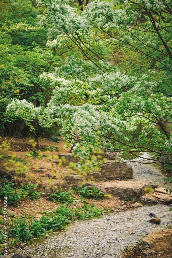 Fringed trees in full bloom outdoors in spring Fringed trees in full bloom outdoors in spring