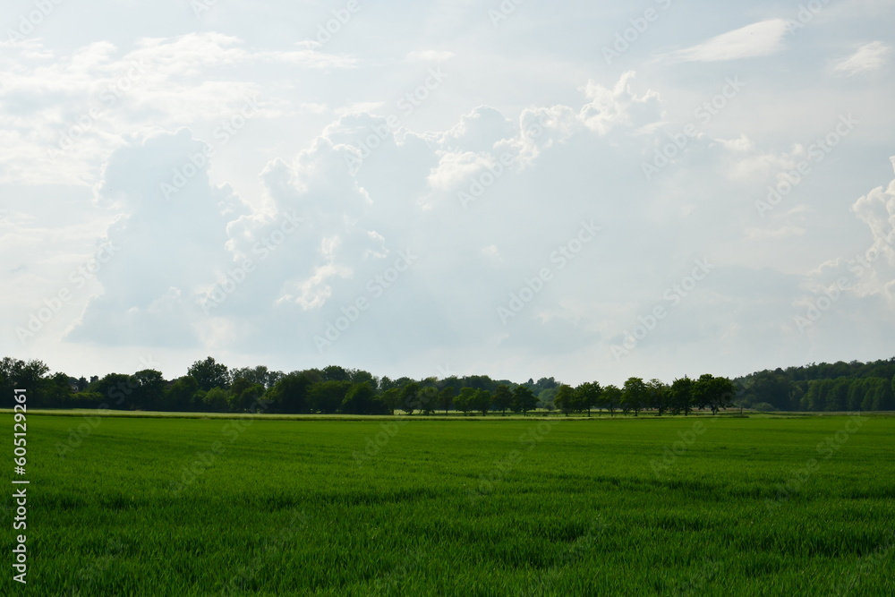 Landscape with clouded sky Field Grass trees Background