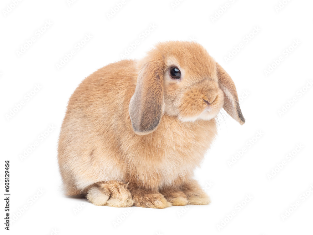 Orange baby rabbit sitting on white background. Lovely action of holland lop rabbit.