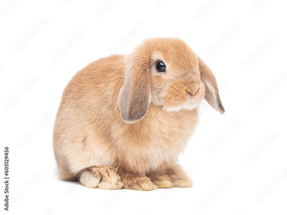 Orange baby rabbit sitting on white background. Lovely action of holland lop rabbit. Orange baby rabbit sitting on white background. Lovely action of holland lop rabbit.