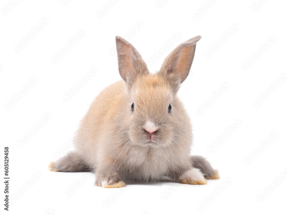 Front view of baby grey rabbit standing on white background. Lovely action of baby rabbit.