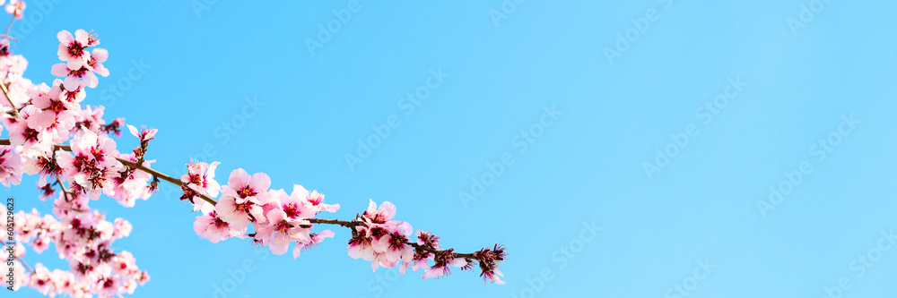 Pink flowers for spring banner with copy space. Pink blossoming almond tree branch against the blue sky Pink flowers for spring banner with copy space. Pink blossoming almond tree branch against the blue sky