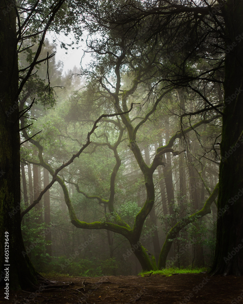 Naklejka premium misty morning in the forest