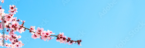 Pink flowers for spring banner with copy space. Pink blossoming almond tree branch against the blue sky