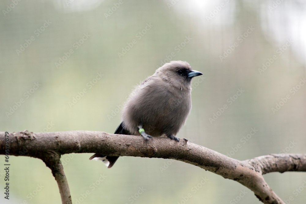 the woodswallow is perched on a tree branch the woodswallow is perched on a tree branch