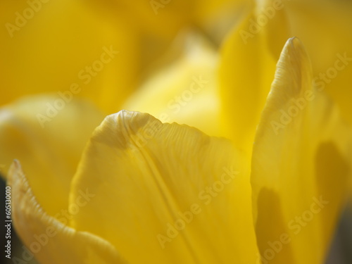 Wallpaper Mural チューリップの花のクローズアップ Torontodigital.ca