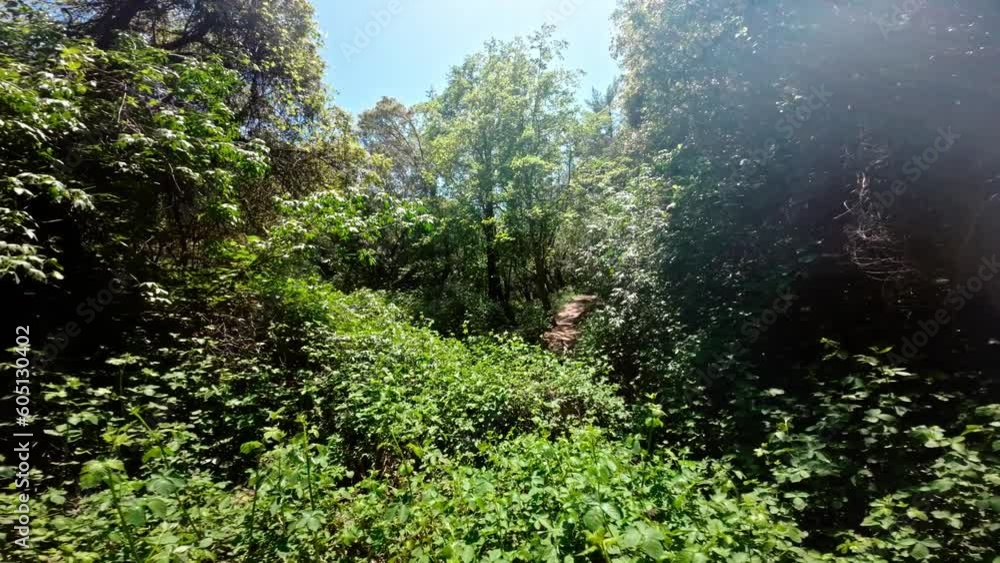 green moss in the forest around a creek, aerial view with dji fpv drone