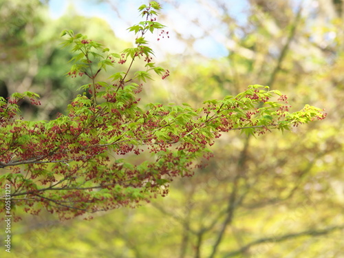 新緑・青モミジの木々