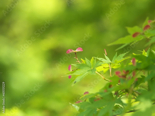 新緑・青モミジの木々