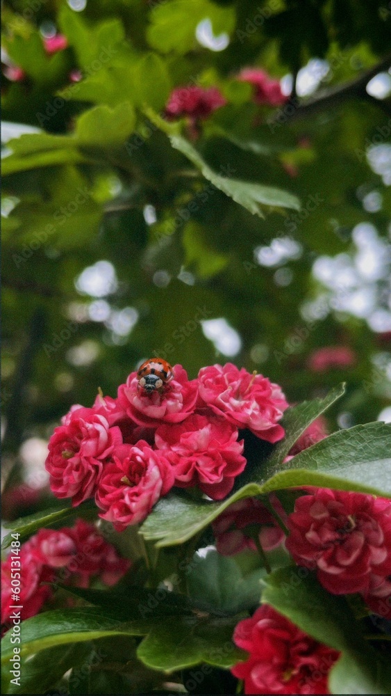 ladybug on a flower ladybug on a flower